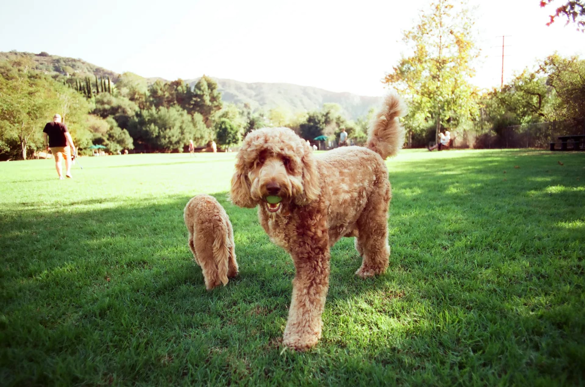 Big goldendoodle walking toward the camera with a tennis ball