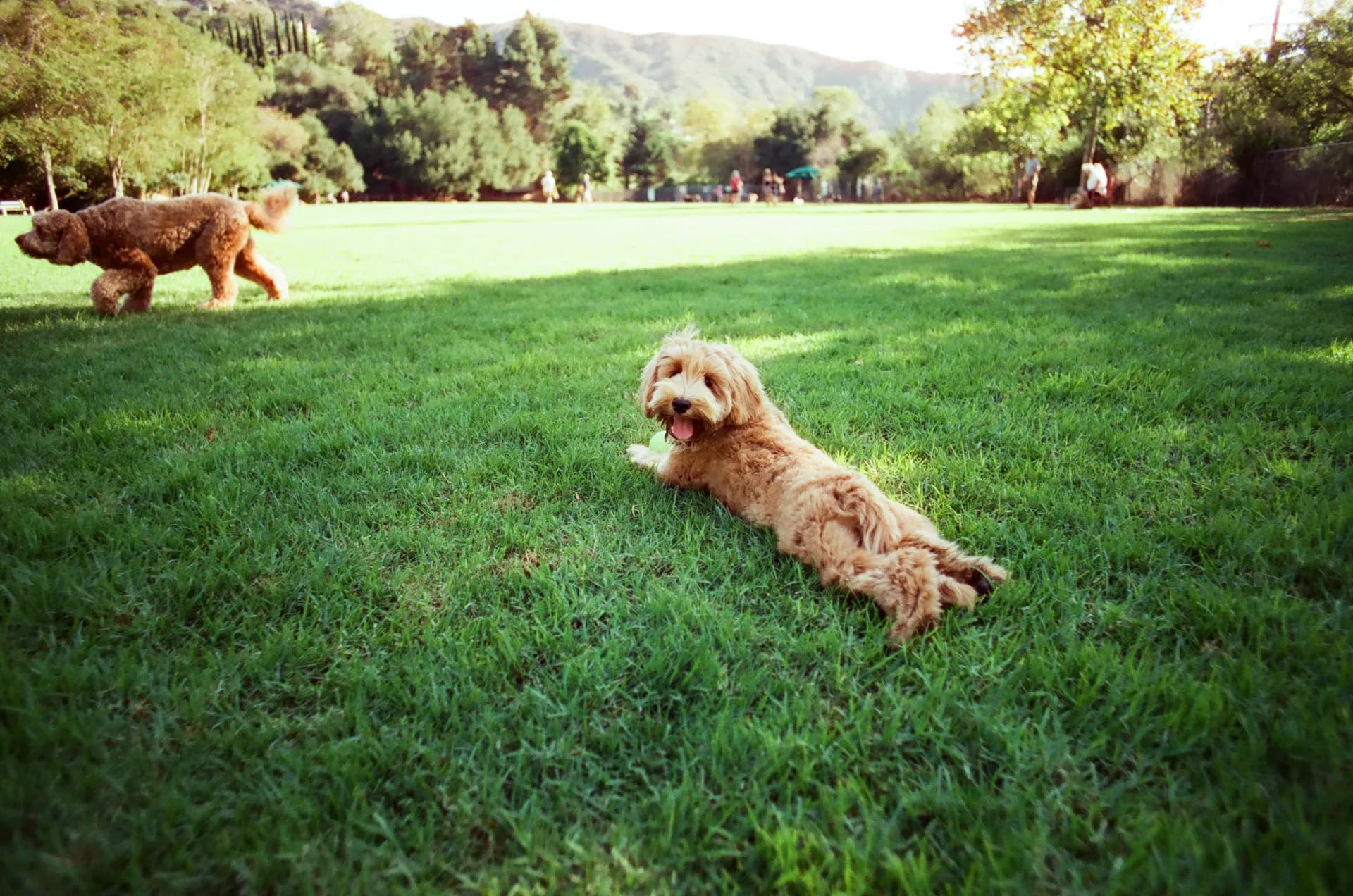 Charlie the goldendoodle stretched out on the lawn at Laguna Canyon Dog Park, with canyon hills in the distance
