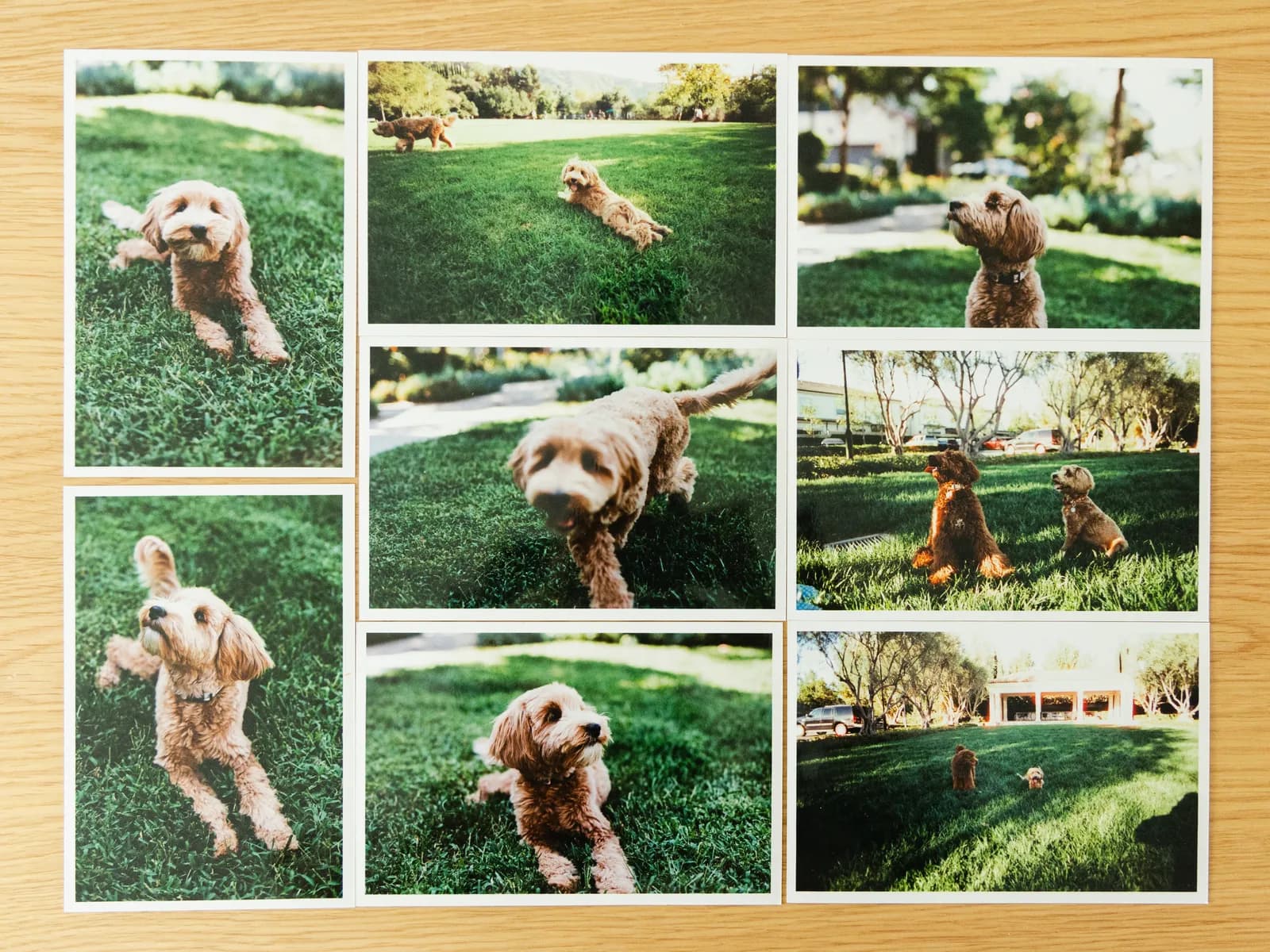 Nine 4×6 film prints of a goldendoodle laid out in a neat grid on a wooden table