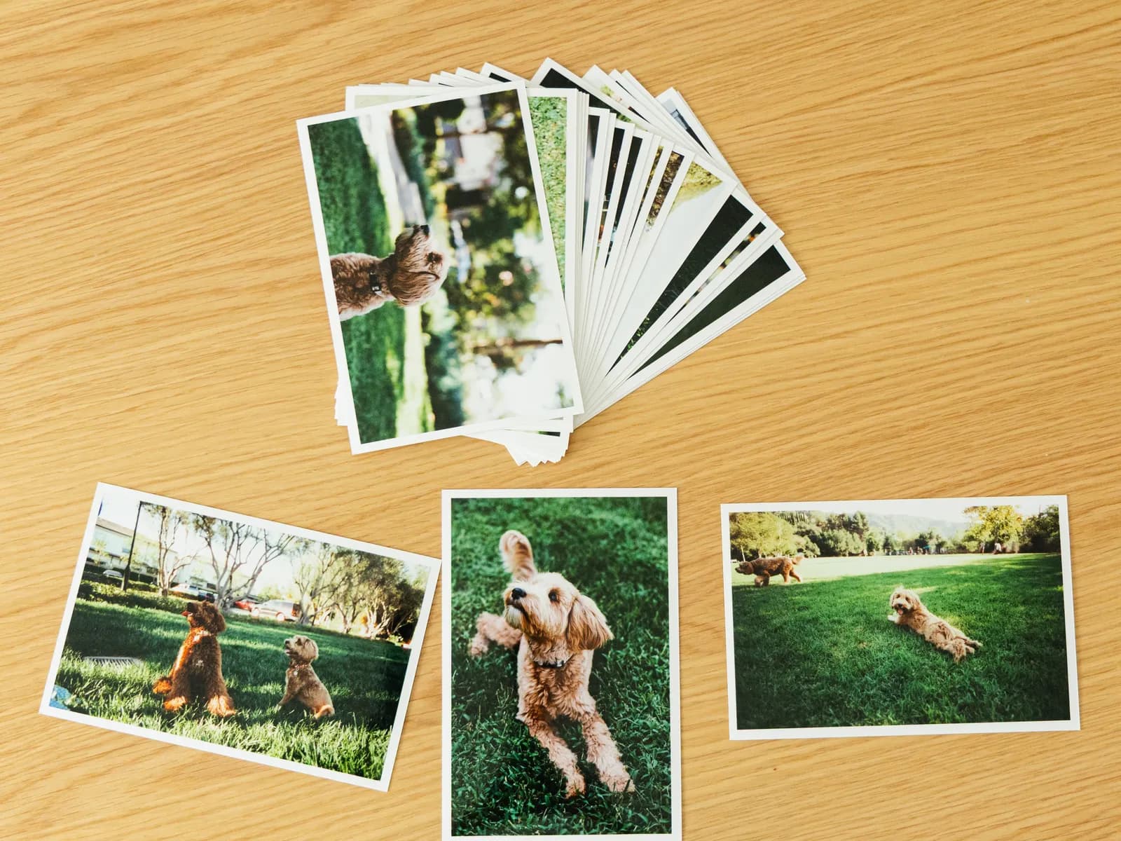 A fanned stack of 4×6 film prints on a wooden table, with three prints of a goldendoodle laid out in front