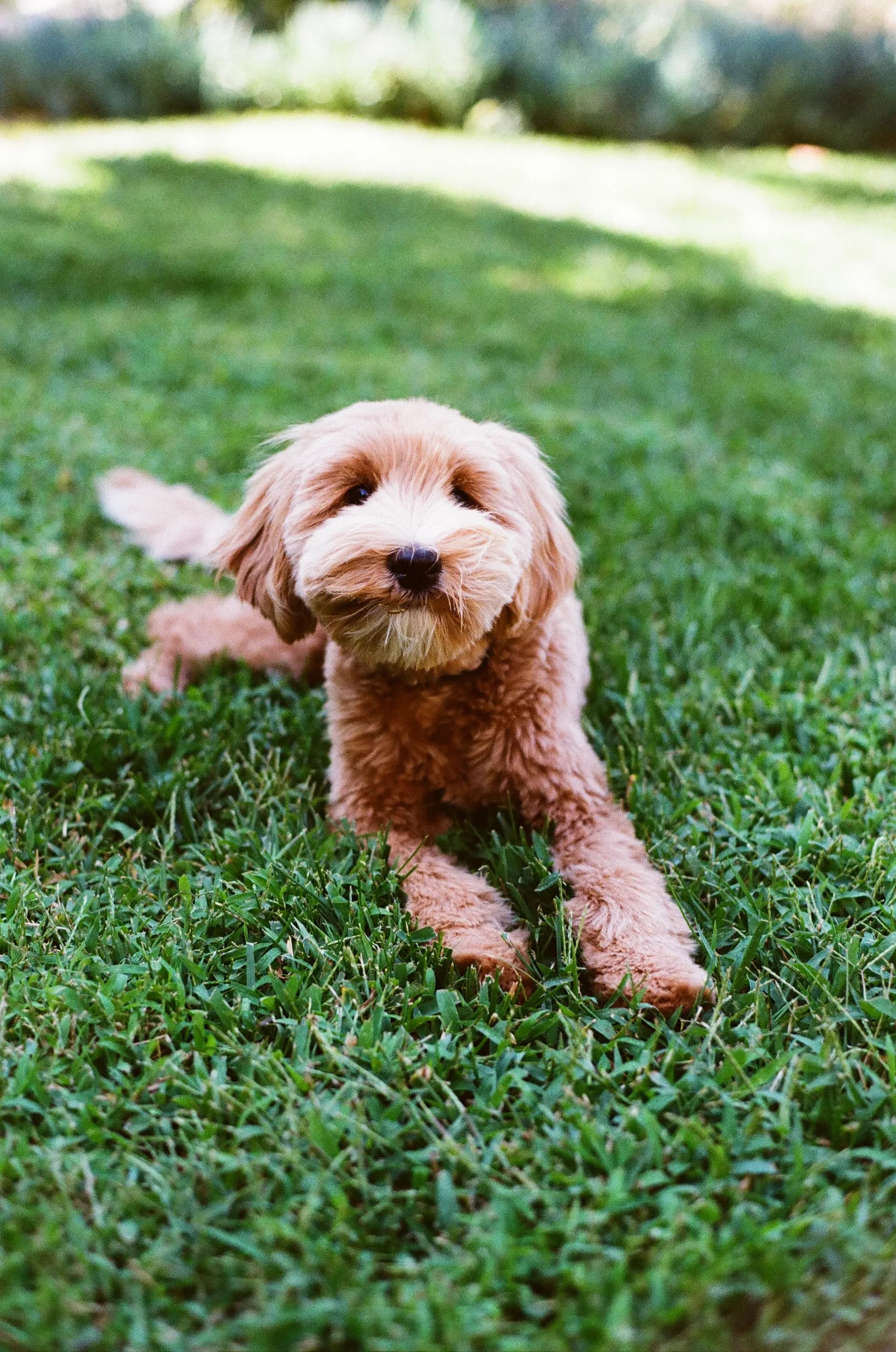 Apricot goldendoodle lying in the grass, looking straight into the camera, shot on 35mm film