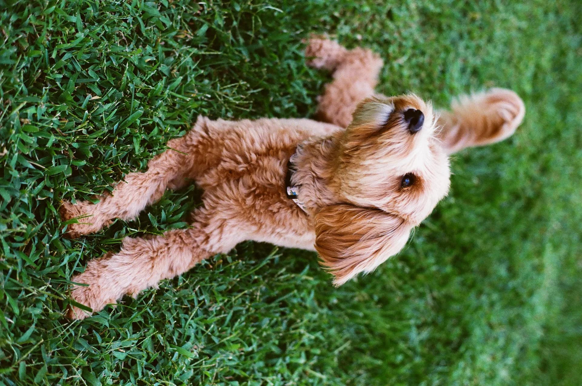 Overhead shot of a doodle in the grass looking up at the camera