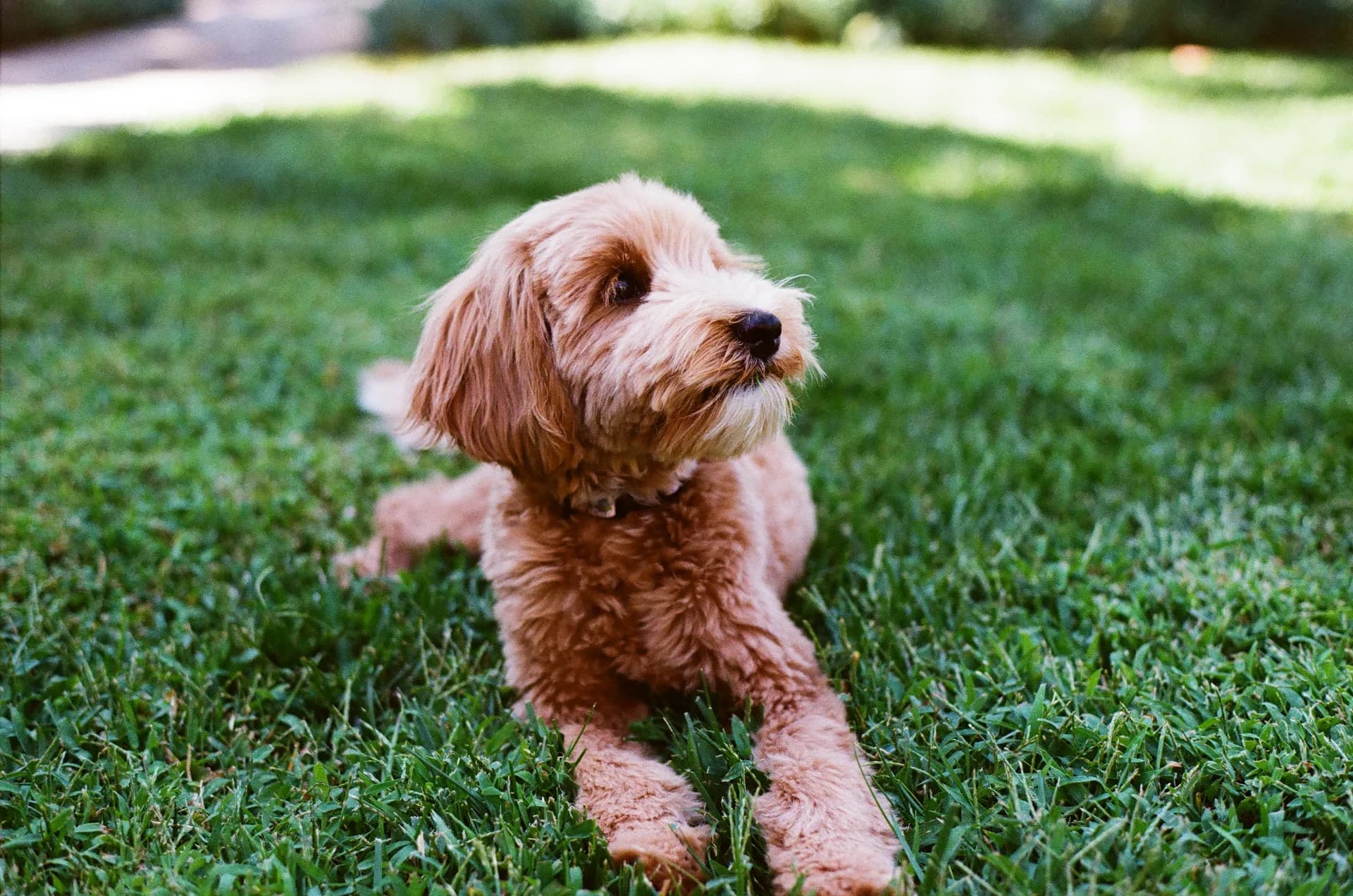 Apricot doodle lying in the grass with its head tilted toward the light