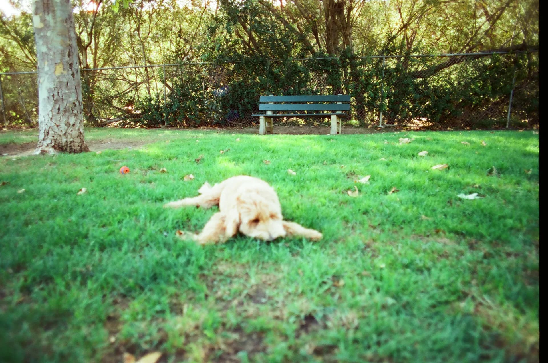 Unposed frame of a cream doodle flopped flat on the grass, mid-nap