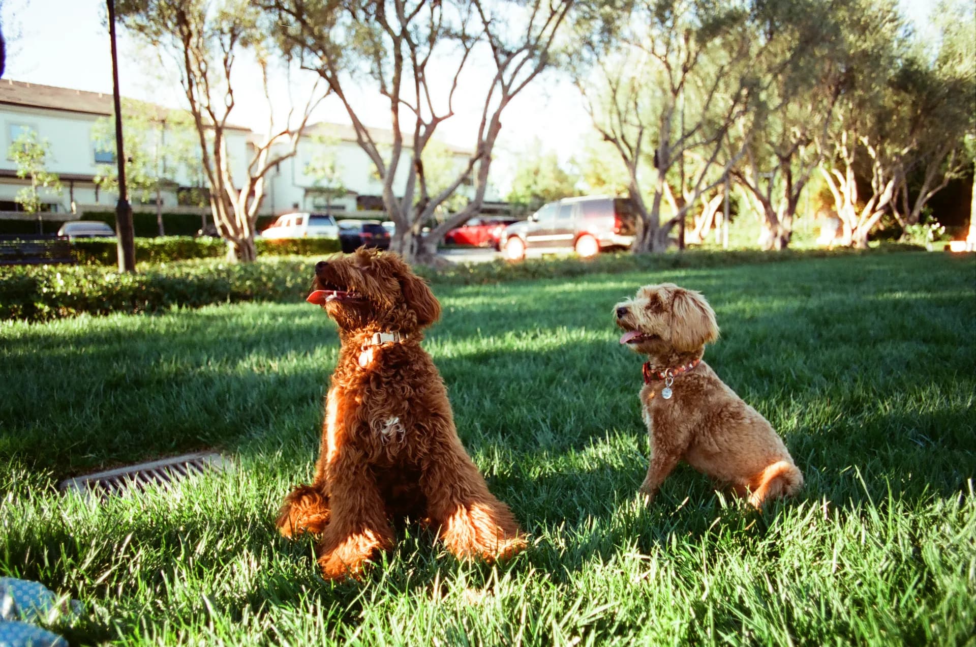 Two doodles sitting together on a lawn in late-afternoon light