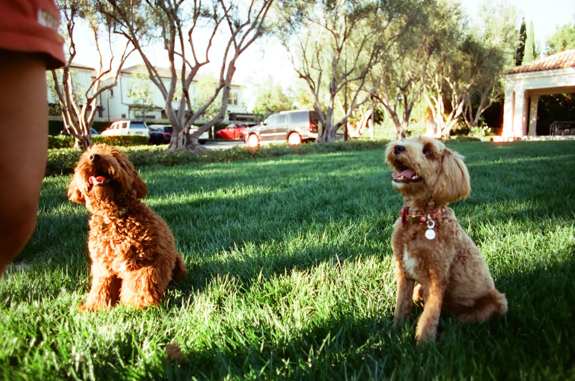 Two doodles sitting in the grass, glowing in warm late-afternoon light