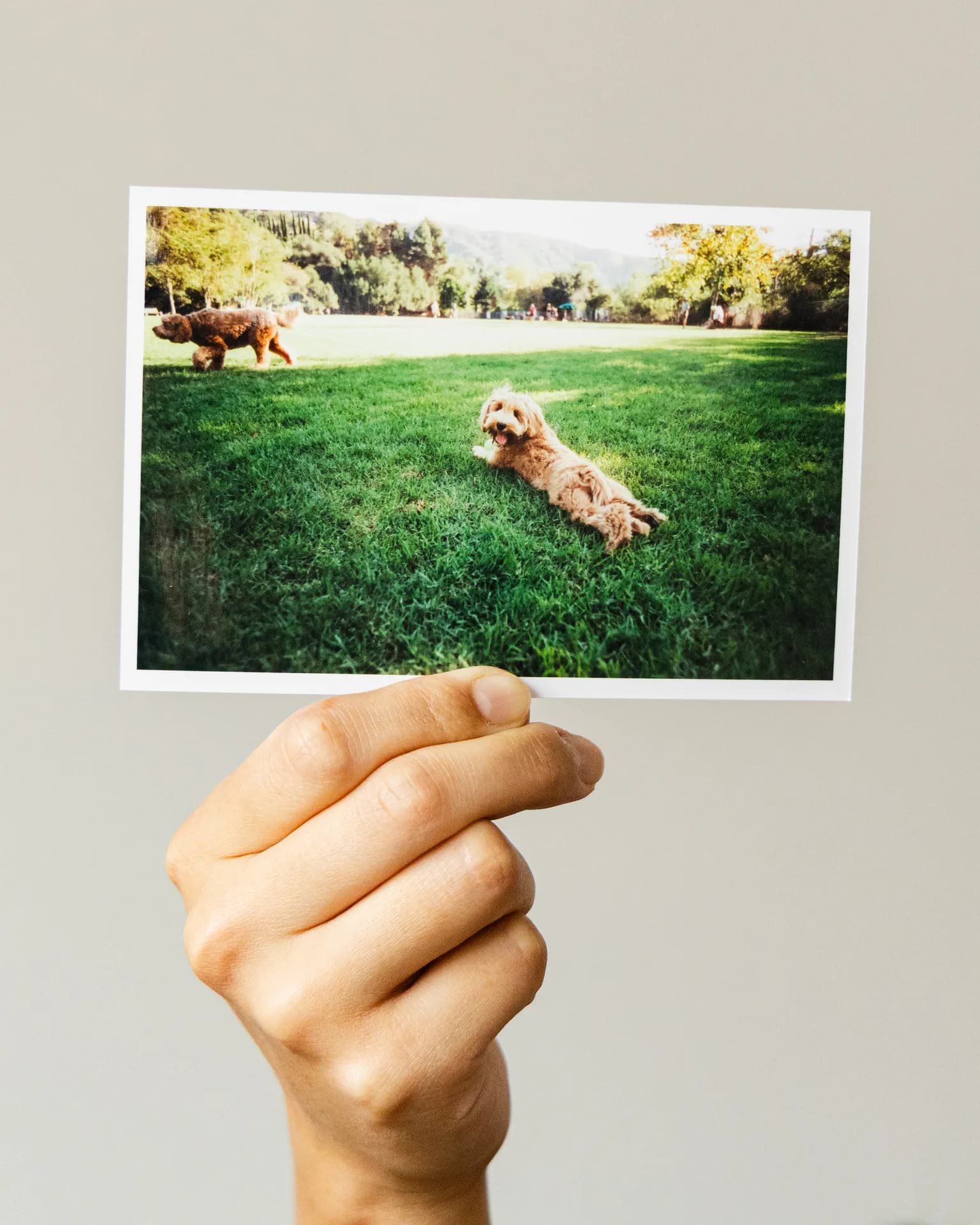 A hand holding up a 4×6 film print of an apricot doodle lounging on a park lawn
