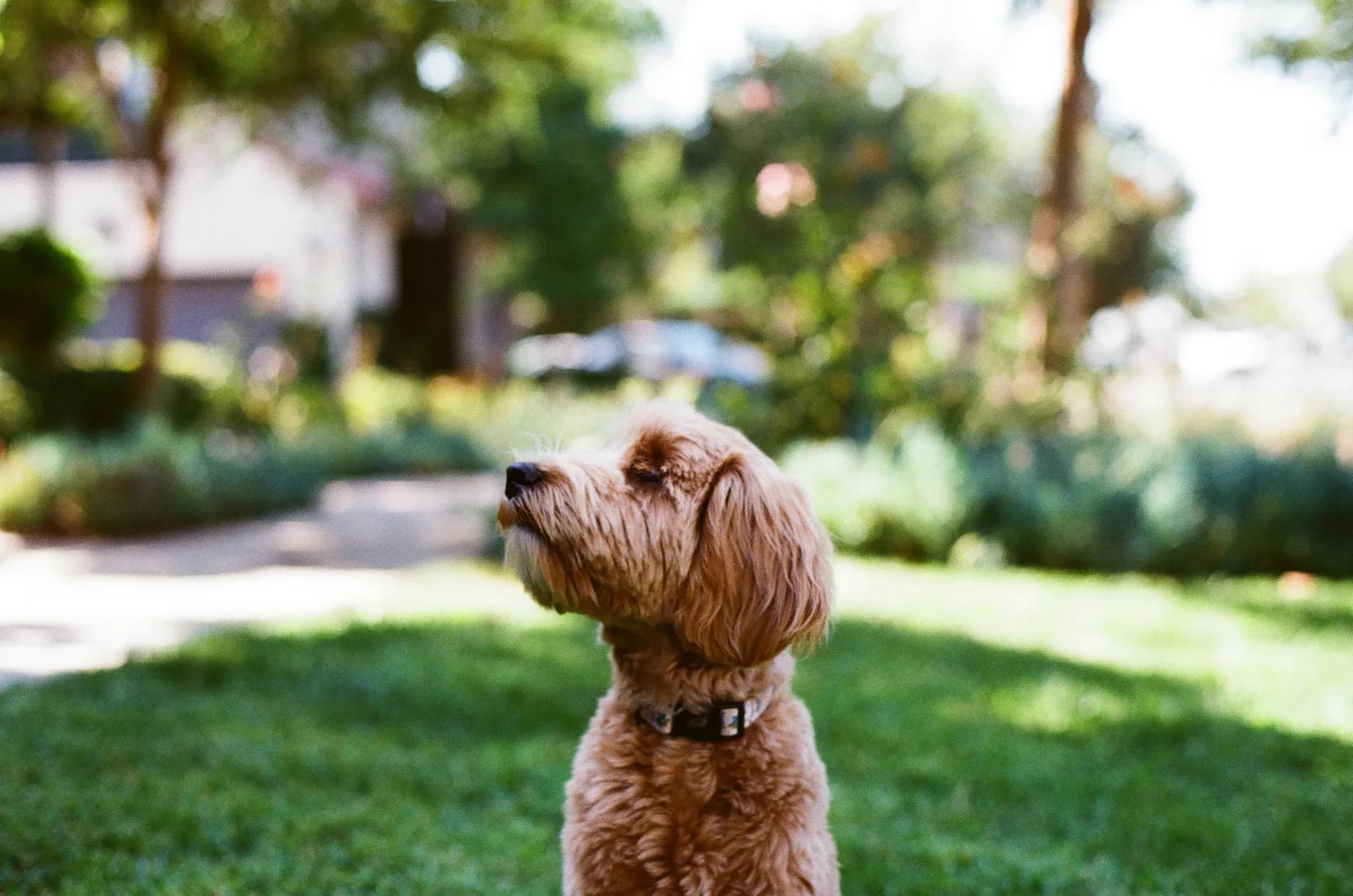 Doodle in profile, gazing off past the camera in a sunny garden