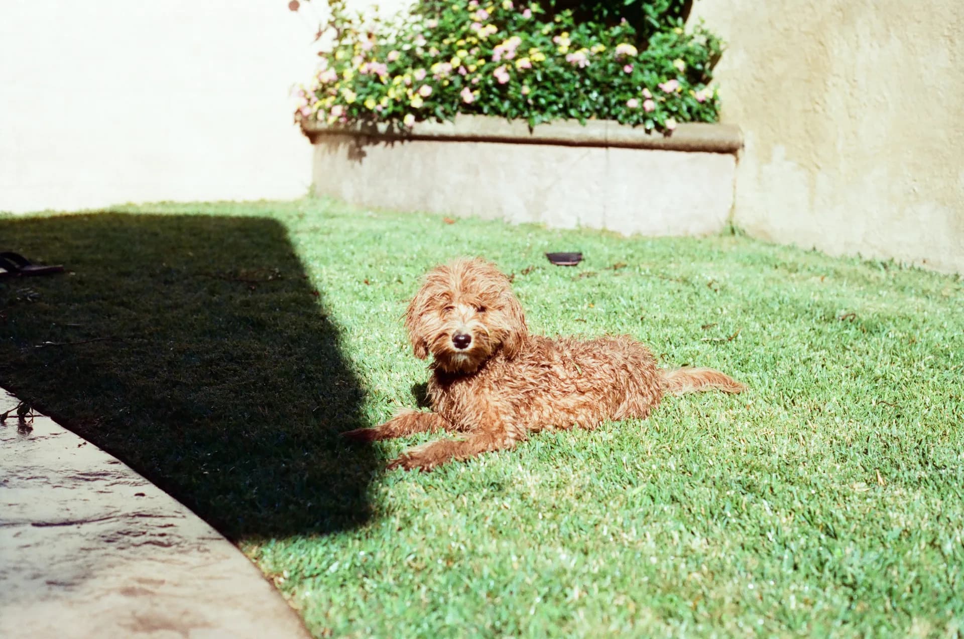 Damp, curly doodle sunbathing on a lawn next to a flower bed