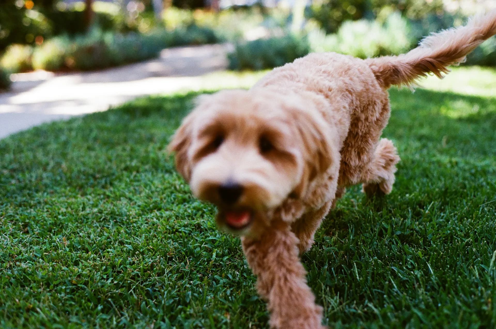 Doodle trotting straight at the camera, slightly blurred with motion